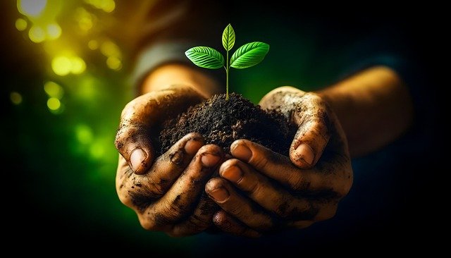 APERSON HOLDING A SMALL PLANT IN HAND WHICH IS GROWING
